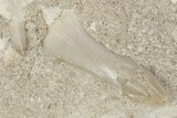 Otodus Shark Tooth Fossil in Rock - Morocco #230903-1